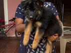 German Shepherd Puppies