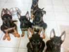 German Shepherd Puppies