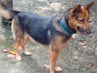 German Shepherd Dog for Kind Home