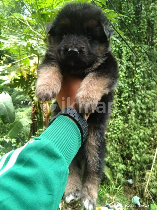 German Shepherd Puppies for Sale in Kandy City ikman