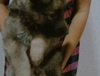 German Shepherd Puppy