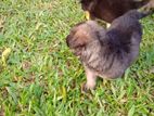 German shepherd Puppies