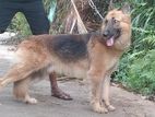 German Shepherd Dog