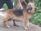 German Shepherd Dog