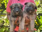 German Shepherd Puppies