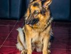 German Shepherd Dog