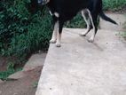 German Shepherd Dog