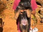German Shepherd Puppies