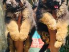 German shepherd Puppies