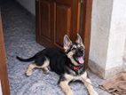 German Shepherd Puppy