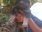 German Shepherd puppies