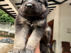 german shepherd