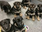 German Shepherd Puppies