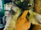 German Shepherd Puppies