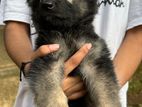 German Shepherd