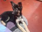 German Shepherd Puppies