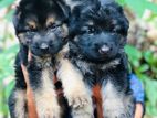 German shepherd puppies