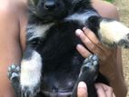 German Shepherd Puppies