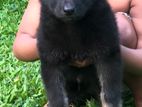 German Shepherd Puppies
