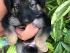 German Shepherd Puppy
