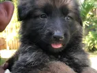 German Shepherd Puppy