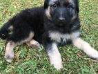 German Shepherd Puppies