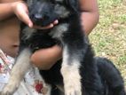 German Shepherd Puppy