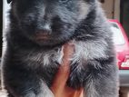German Shepherd Puppy