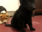 German Shepherd Puppy
