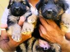 German Shepherd Puppy
