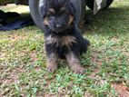 German shepherd Puppy