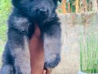 German Shepherd Puppy