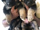German Shepherd Puppy