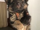 German Shepherd Puppy