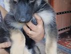 German Shepherd Puppys