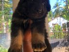German Shepherd Puppy