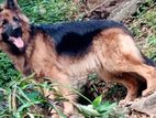 German shepherd