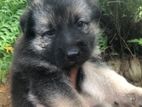 German shepherd