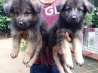 German Shepherd Puppies