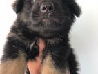 German Shepherd Puppy
