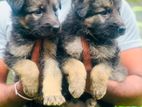 German Shepherd