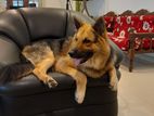 German Shepherd Male Dog for Crossing