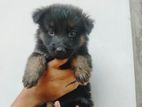 German Shepherd Puppy