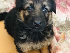 German Shepherd Puppies