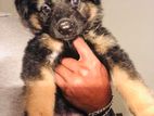 German Shepherd Puppies