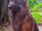 German Shepherd Dog for Crossing