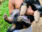 German Shepherd Puppies