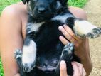 German Shepherd Puppies
