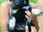 German Shepherd Puppies