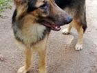 German Shepherd